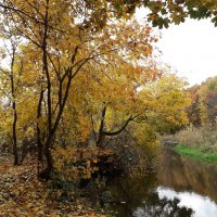 Осенний клён над рекой :: Лидия Бусурина