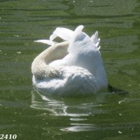 Белый лебедь на пруду... :: Нина Бутко