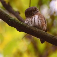 Воробьиный сыч(Glaucidium passerinum) :: Иван 