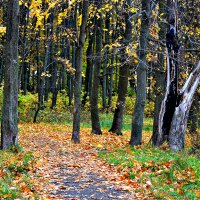 Осенний лес... :: Михаил Столяров