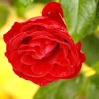 Красная октябрьская роза :: Александр Чеботарь