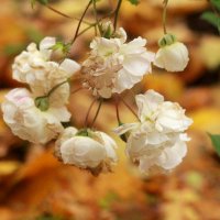 Белые октябрьские розы :: Александр Чеботарь