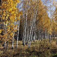 осень :: Владимир Холодницкий