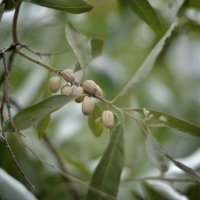 маслина :: Александр Довгий