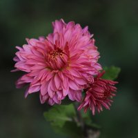 chrysanthemum / хризантема :: Екатерина Крылова