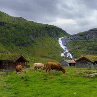 Cows of Norway :: Денис 