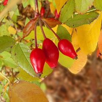 дикие плоды осени :: георгий  петькун 