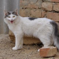 Страшнее кошки зверя нет!!!!!!! :: Сергей Дружаев