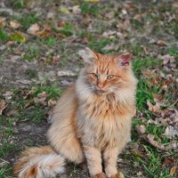 Осенний котейка... :: Тамара Бедай 