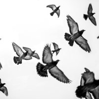 Летите голуби, летите! :: Светлана Карнаух