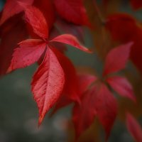 Осенние листья :: Ольга Соколова