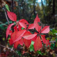 Красные листья :: Lelena G