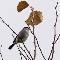 Вот уже и снегири прилетели... :: Владимир Безбородов