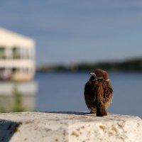 Привет! :: Юрий Моченов