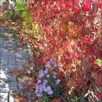Дикий виноград и сентябринки в октябре :: Нина Корешкова