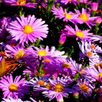 Хризантемки и бабочка... :: Тамара (st.tamara)