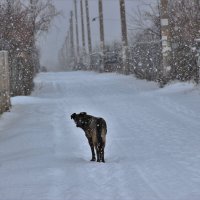 Одиночество. :: Венера Чуйкова