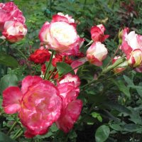 Розы красно-белые :: Дмитрий Никитин