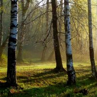 В роще весенней....... :: Юрий Цыплятников