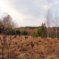 Осень без прикрас :: Галина Кан