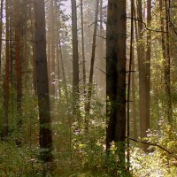 Таинство леса . :: Мила Бовкун