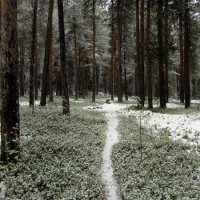 Припорошило снегом лес. :: Галина Полина
