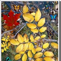 Осень, листья... :: Наталья Цыганова 