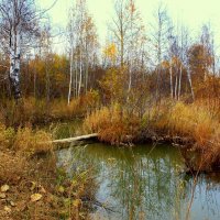 Лесной ручей :: Нэля Лысенко