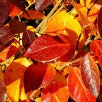 Осенние листья :: Зинаида Каширина