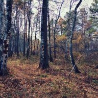 Осень в лесу :: Вадим Басов