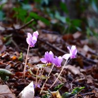 Cyclamen hederifolium :: Вен Гъновски