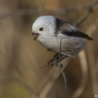 Безхвостик :: Елена Швыдун