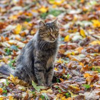 Кот, который гулял сам по себе... :: Игорь Сарапулов