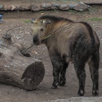 Такин :: юрий поляков