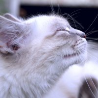 радостная кошка :: Лена Севостьянова