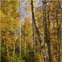 Опушка осеннего леса :: Татьяна repbyf49 Кузина