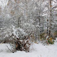 Снег выпал 20.10.19 в Бийске :: Олег Афанасьевич Сергеев