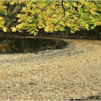 Листья в парковом пруду. :: Валерия Комова