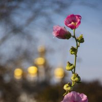 Мальвы в октябре :: Александр Крупский