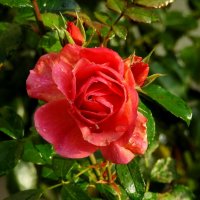 осенняя роза :: ИННА ПОРОХОВА