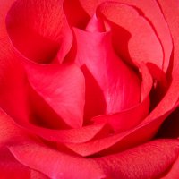 Волшебство розы :: SVetlana Veter