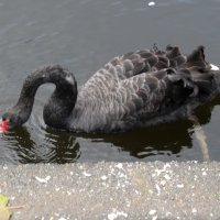 Черный лебедь на Лебедином пруду :: Елена Павлова (Смолова)