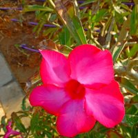 Adenium swazicum :: Raduzka (Надежда Веркина)