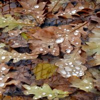 Дубовые листья в пруду... :: Лидия Бараблина