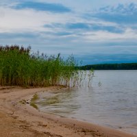 Тростник на реке Уводь :: Cissa Andebo