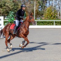 Кубок КСК Golden Horse 2019-10-13 :: Андрей Lyz