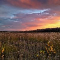 Яркий закат над осенней травой :: Лара Симонова 