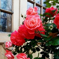 Розы в Летнем саду :: Самохвалова Зинаида 