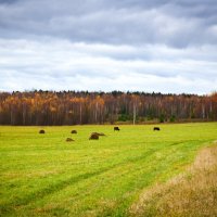 Осенняя пастораль... :: Александр Беляков