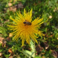 Осеннаяя пчелка :: Андрей Лукьянов
